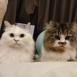 おひげとこうめ(おひげはオスでこうめはメス)