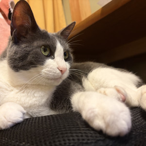 メル