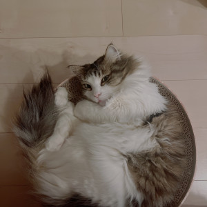 ゆきち