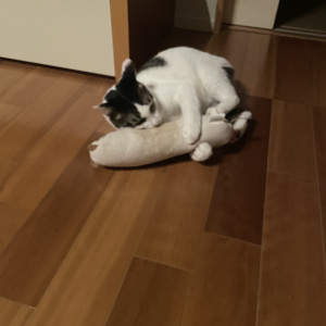 ふく