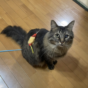 みら