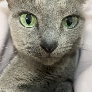 こひめ
