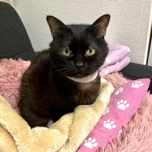 ごーちゃん
