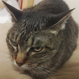 ポンカン